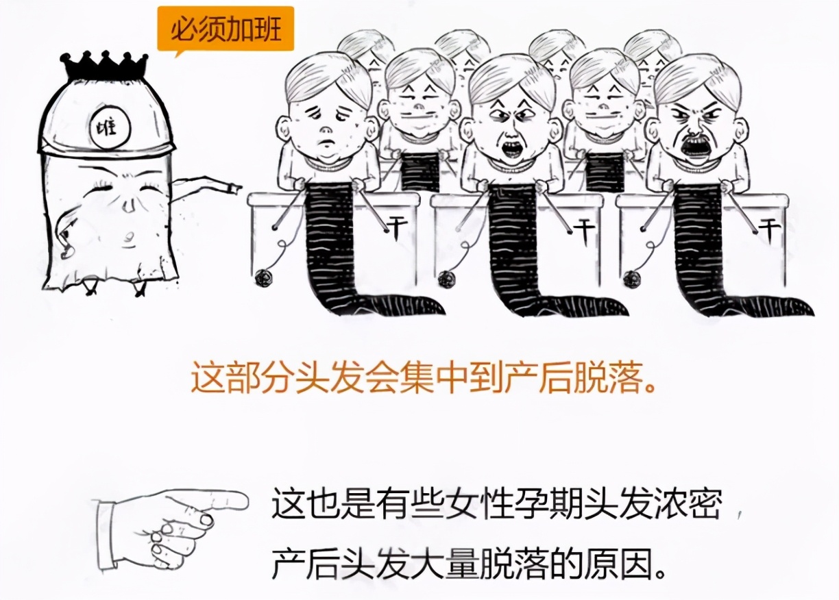 美女主持人突然上热搜，网友纷纷晒同款！脱发原来是毛囊“休息”了