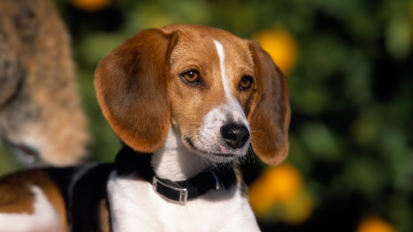 最齐全的狗狗品种介绍及图片,带你了解一下常见狗狗的品种