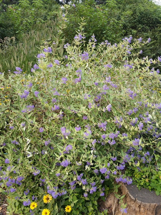 兰香草，见过吗？内治呼吸道感染，支气管炎；外治湿疹，皮肤瘙痒