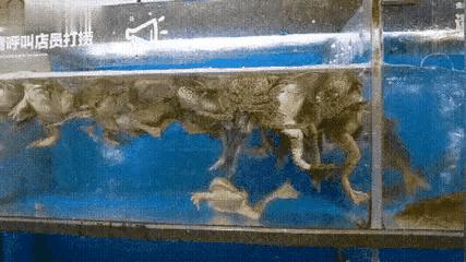 费玉清说唱视频大全,费玉清叶瑷菱说唱完整版