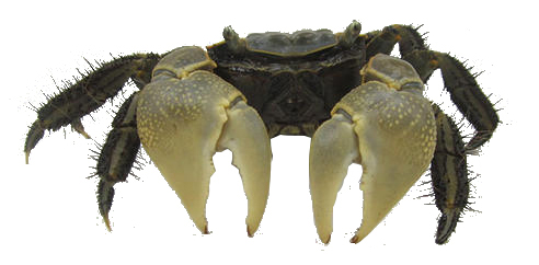 新手养鱼推荐混养品种,新手养鱼入门鱼种混养