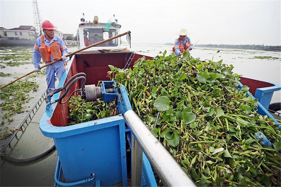 水葫芦的弱点太好笑,水葫芦入侵视频