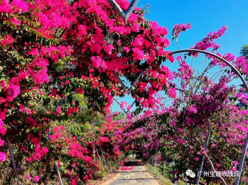 请转告全国白衣战士，从化有一份特别的礼物送给你们！