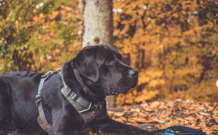 养拉布拉多需要注意什么事项,养幼犬拉布拉多吃方面要注意什么