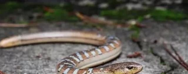 壁虎断尾是怎么重生的,壁虎断尾重生是什么特性