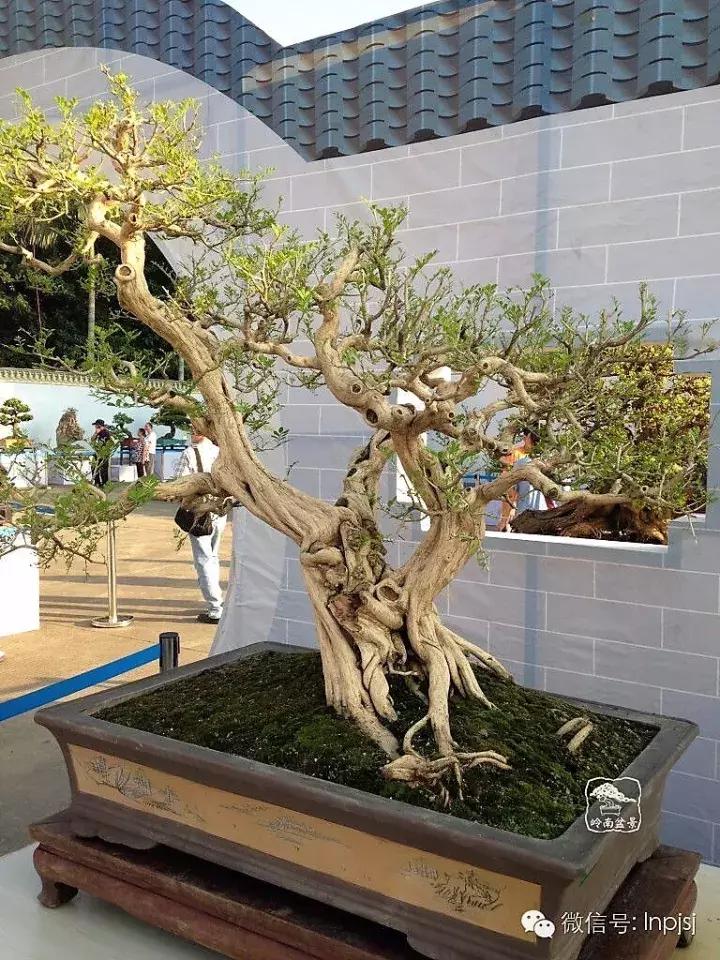 苍劲古朴挺拔有力的老桩盆景欣赏,老态龙钟盆景作品欣赏