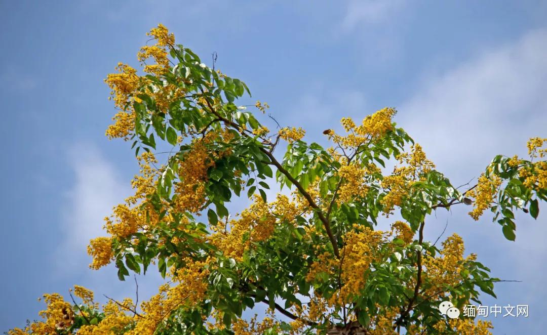 紫檀花开独一无二,紫檀花开了视频