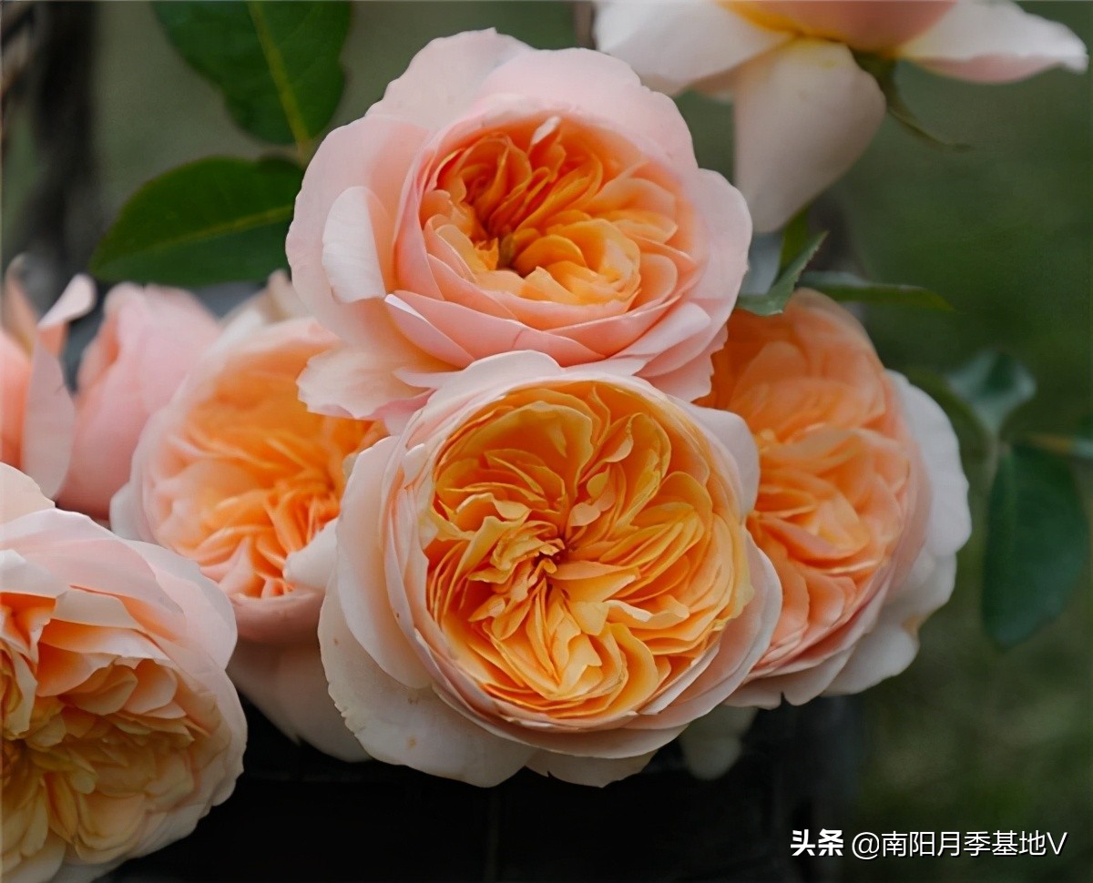 黄色月季花哪款好养好看,12种不同颜色的月季花图片大全