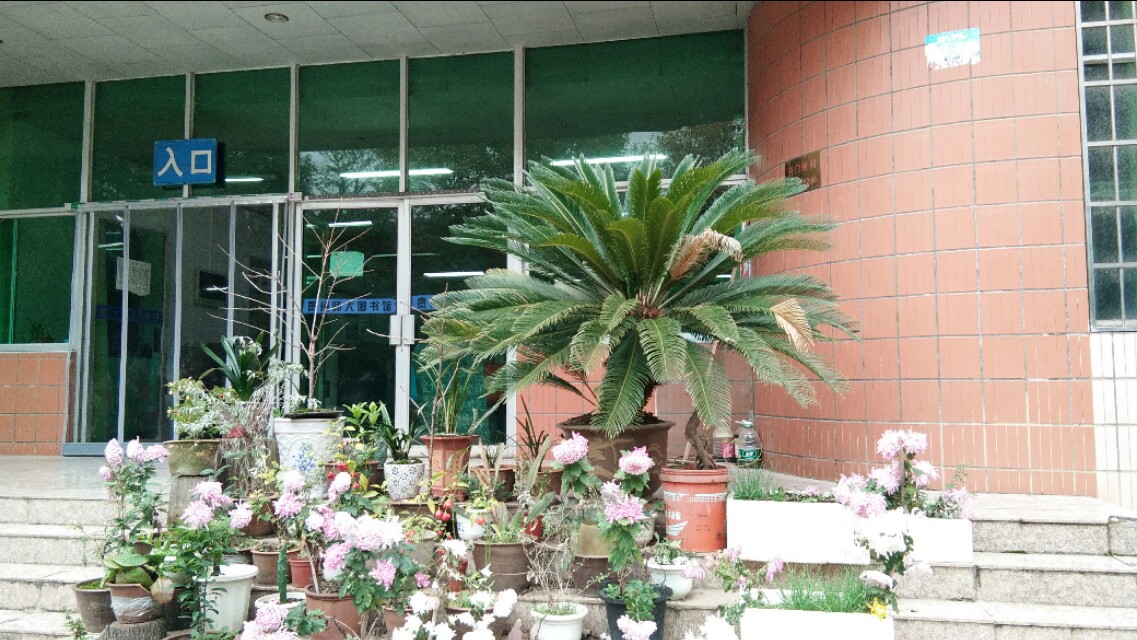 植物小课堂苏铁,苏铁是什么类的植物