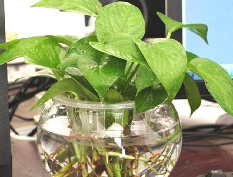 水培绿萝根系发黑是怎么回事,绿萝水培放了硫酸亚铁根系特别大