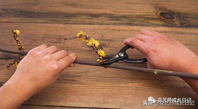 每日一花｜平生相见即眉开，一枝腊梅踏雪来