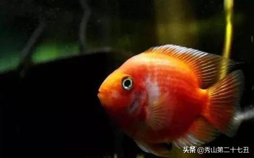 草金鱼十种最漂亮淡水观赏鱼,适合新手养的观赏鱼草金鱼