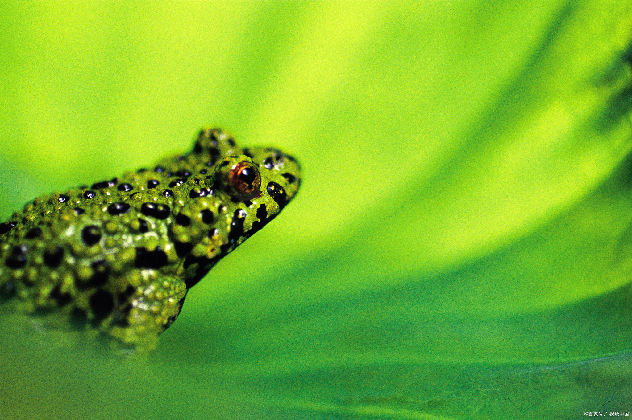 青蛙攀爬技巧视频,青蛙们的比赛
