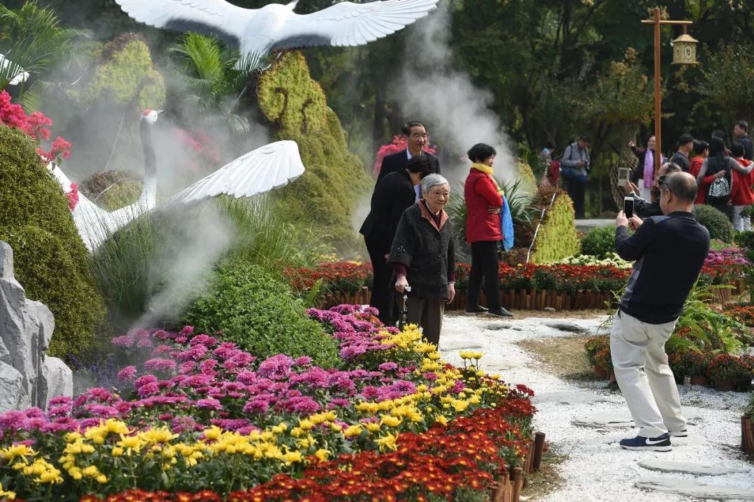 武汉第38届金秋菊展东湖展区,武汉第38届金秋菊展已开幕