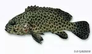 潮汕热销海鲜品种,潮汕常见的海鲜大全