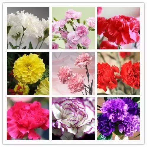 100种常见花卉资料大全,常见100种花卉介绍图片