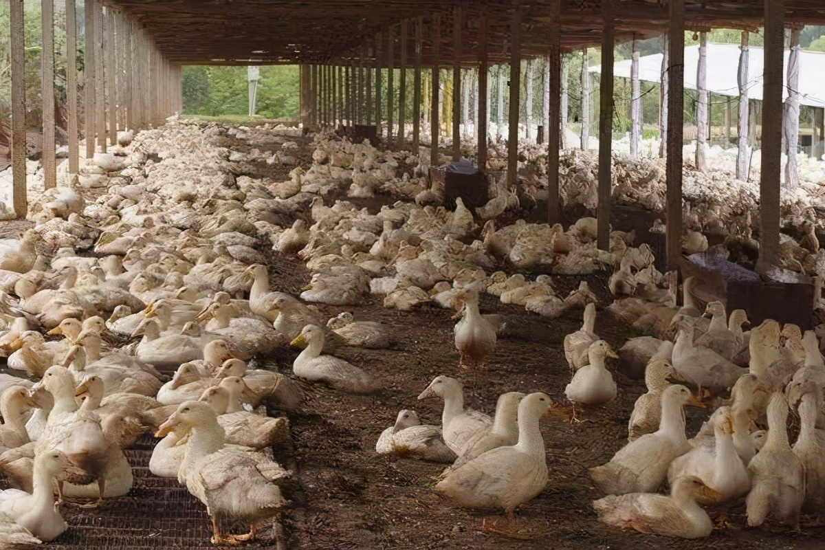 白条鸭为什么夏天价格猛涨,白条鸭和散养鸭的区别在哪里