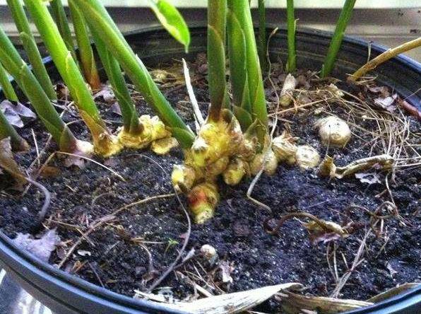 盆里放1块“生姜”，2个月长成盆栽，比月季好看，3个月后采摘！