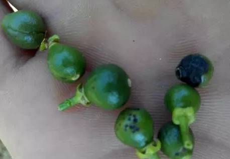 柑橘油斑病和褐斑病图片,柑橘褐斑病危害特征防治方法