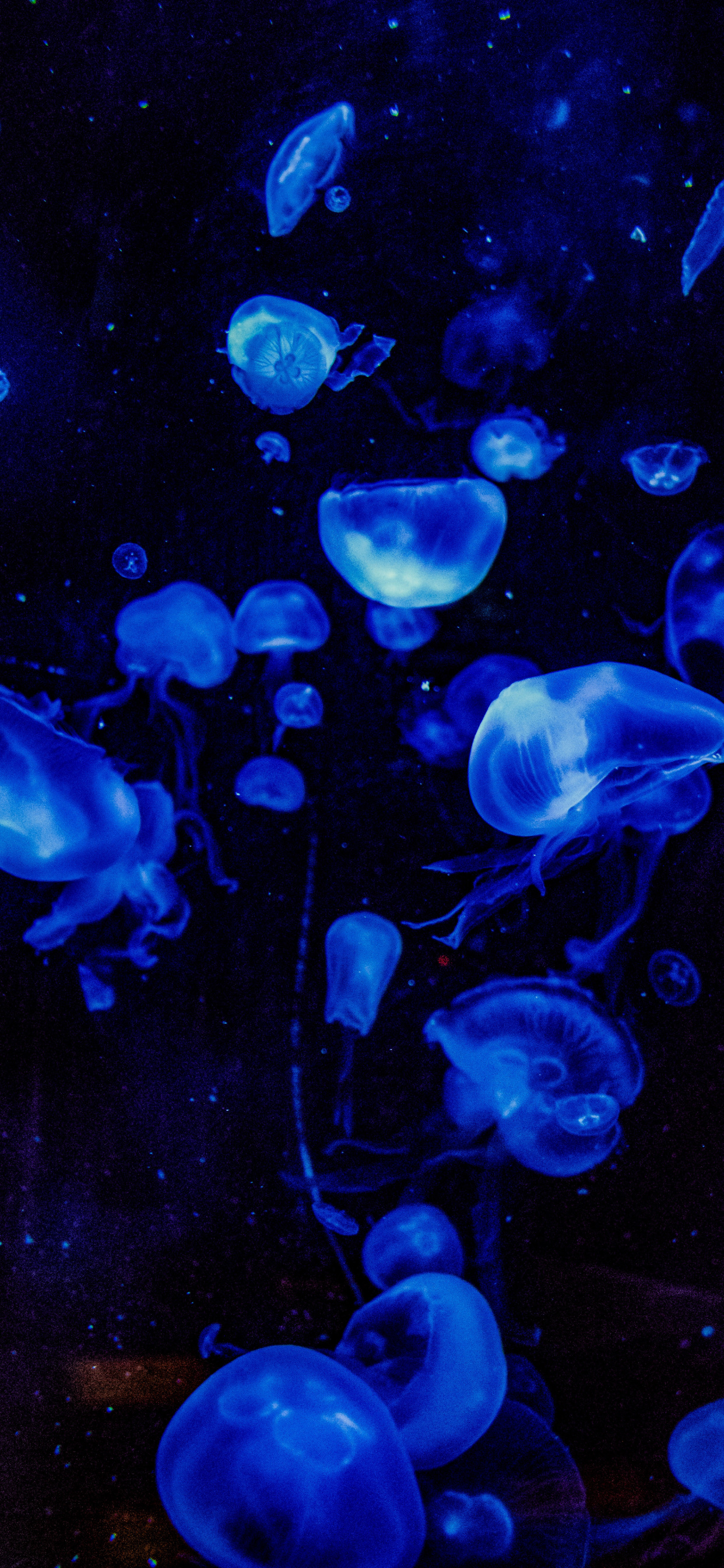 刘海屏手机壁纸苹果,iphone11桌面壁纸刘海屏