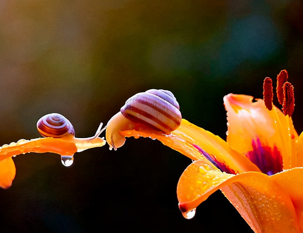 盘点养花中10大虫害,养花一定要认识的7种病虫害