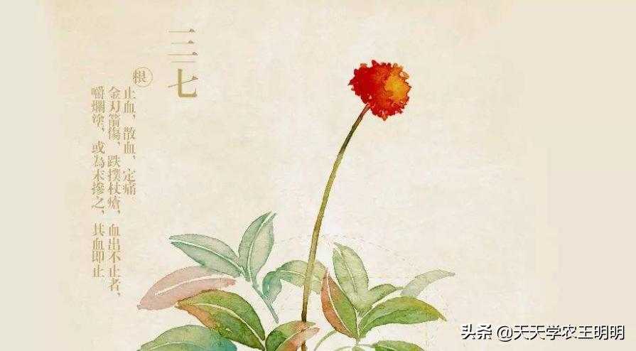 三七种植的年数与价格关系如何,三七是怎么种的