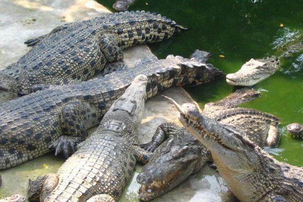 鳄鱼的知识解说视频,鳄鱼知识科普幼儿