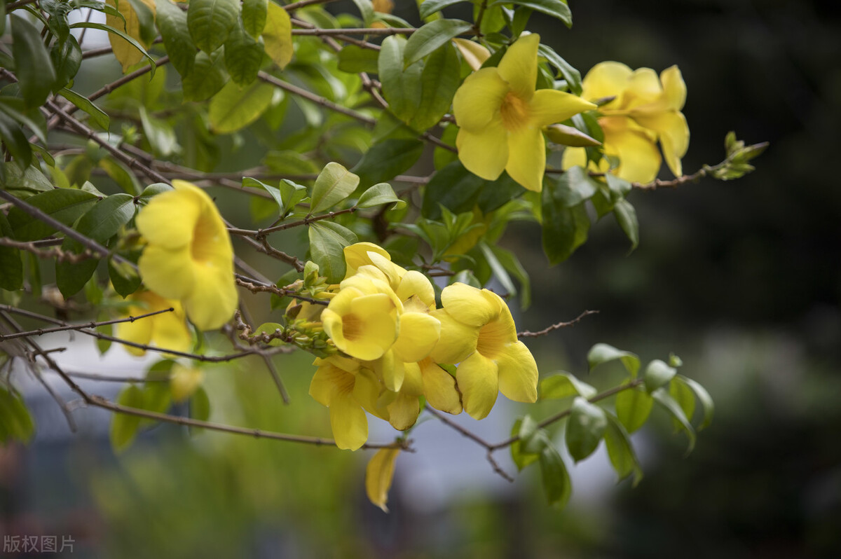 园林人需要知道的85个花卉知识,园林花卉的种类及图片