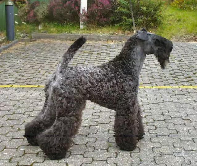 45种狗狗,45种狗狗很难得一见你认识几种