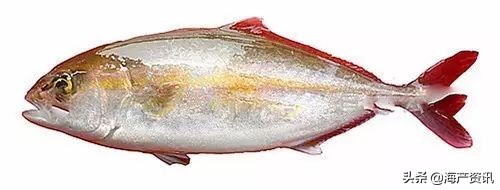 顶级海鲜鱼类大全图解,常见海鲜鱼类哪些便宜