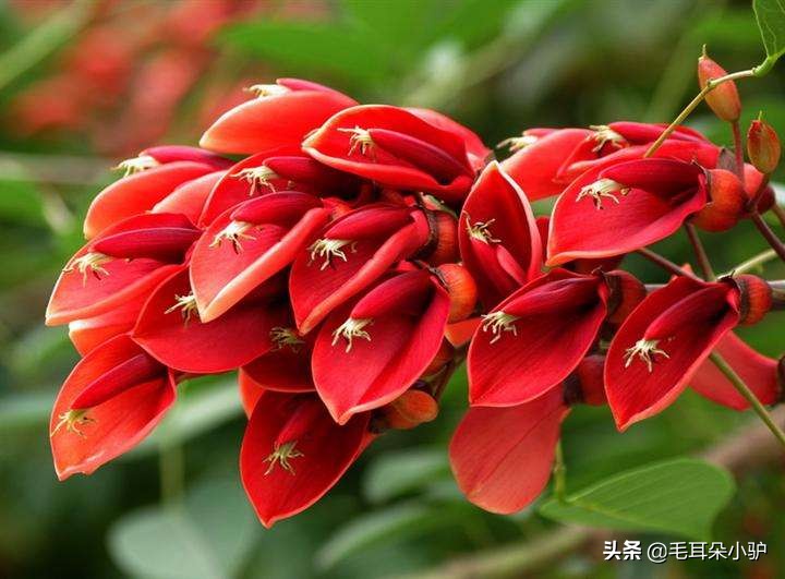 世界各国国花大全图文,世界各国国花欣赏