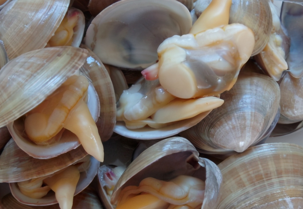 南方人之前喂鸭子的海鲜,现在身价高到不敢吃,西施舌你尝过没?