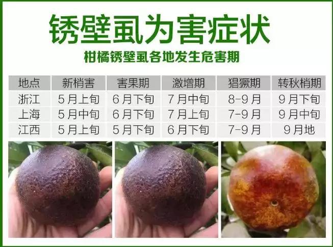 柑橘打锈壁虱最佳时间,柑橘锈壁虱怎么处理
