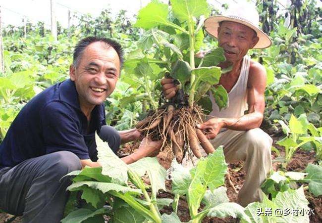 雪莲果种植技术和专用肥料,香甜水果种植技术