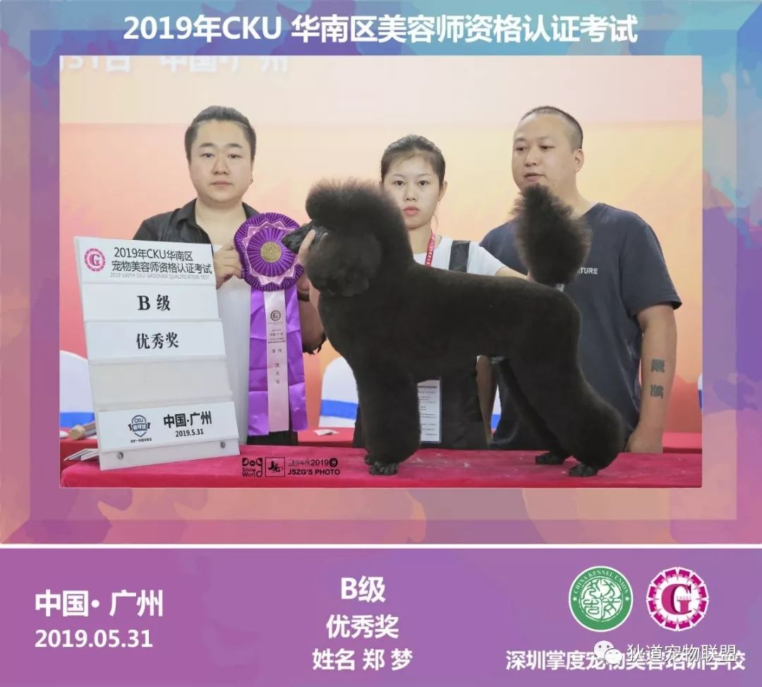 深圳宠物美容培训学校排名,壹择宠物美容培训学校