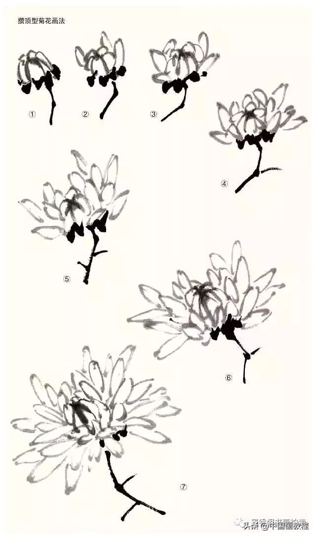 菊花花头花苞画法,菊花花头的画法步骤图片