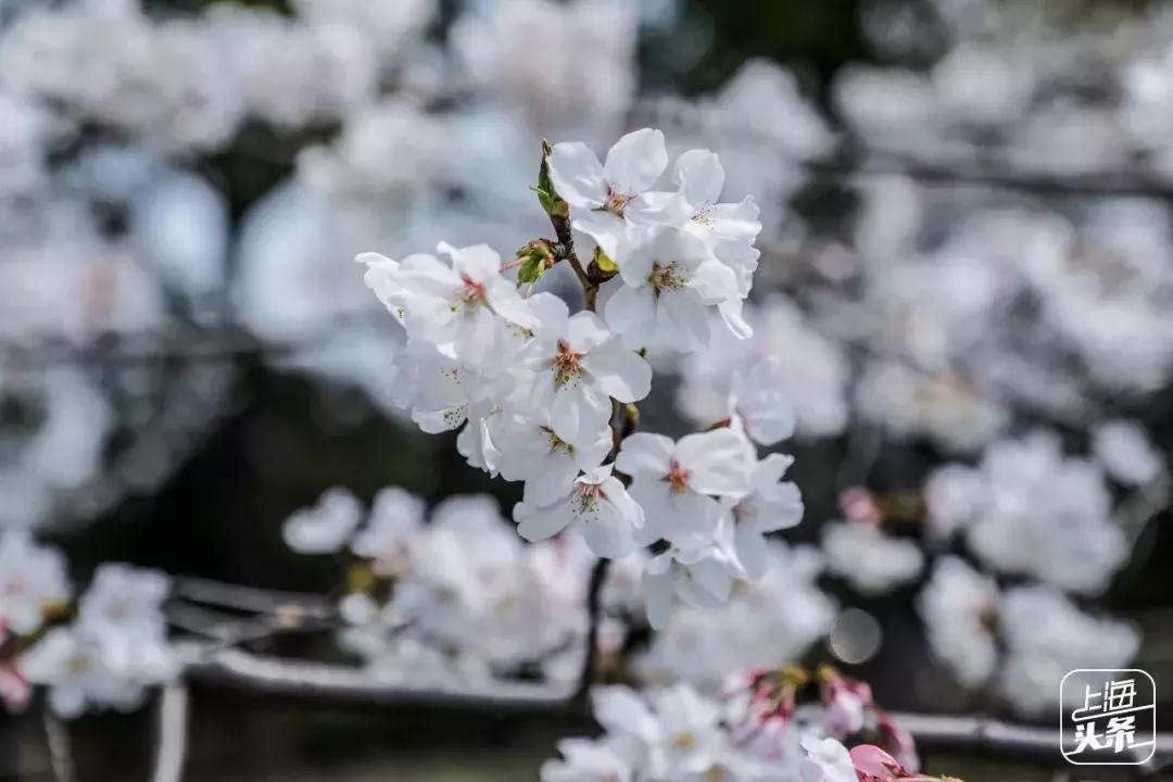 上海最大的绿地在哪里,上海人家万科广场