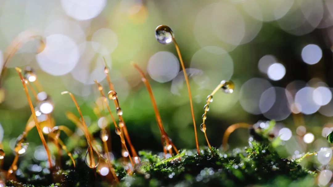 100mm微距一代和二代,90mm更好用的微距