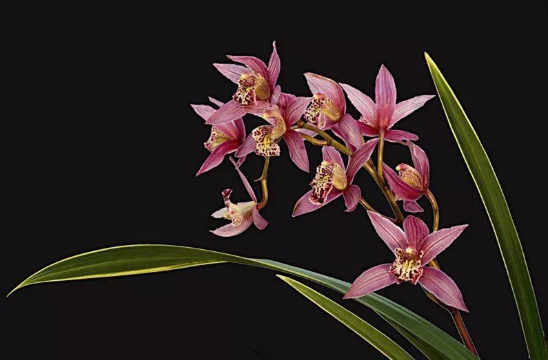 精品玉兰的品种及图片,国兰花朵不艳丽但香气清雅