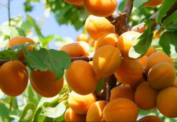 五月份吃什么水果是应季水果,这个季节一定要吃的正当季水果