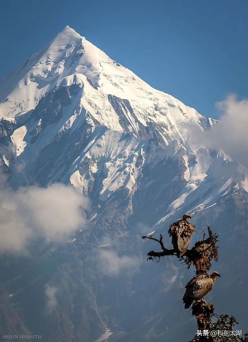 科普兀鹫吃腐肉,秃鹫兀鹫区别科普