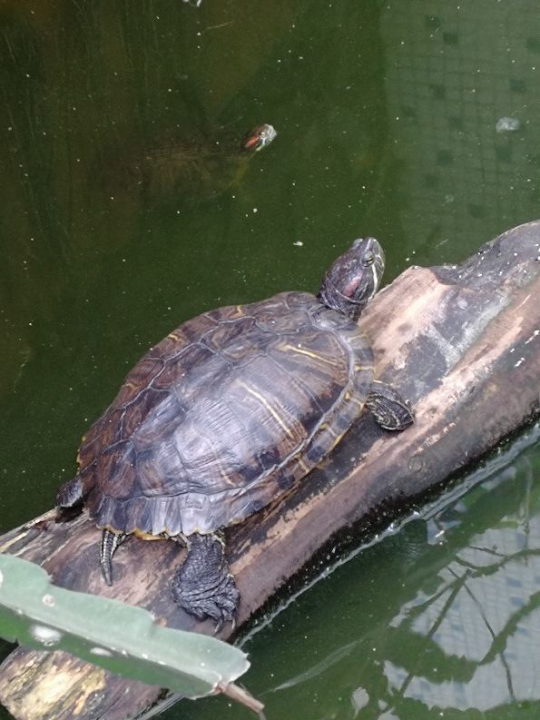 变异巴西龟苗如何饲养,巴西龟与变异巴西龟哪种最好养