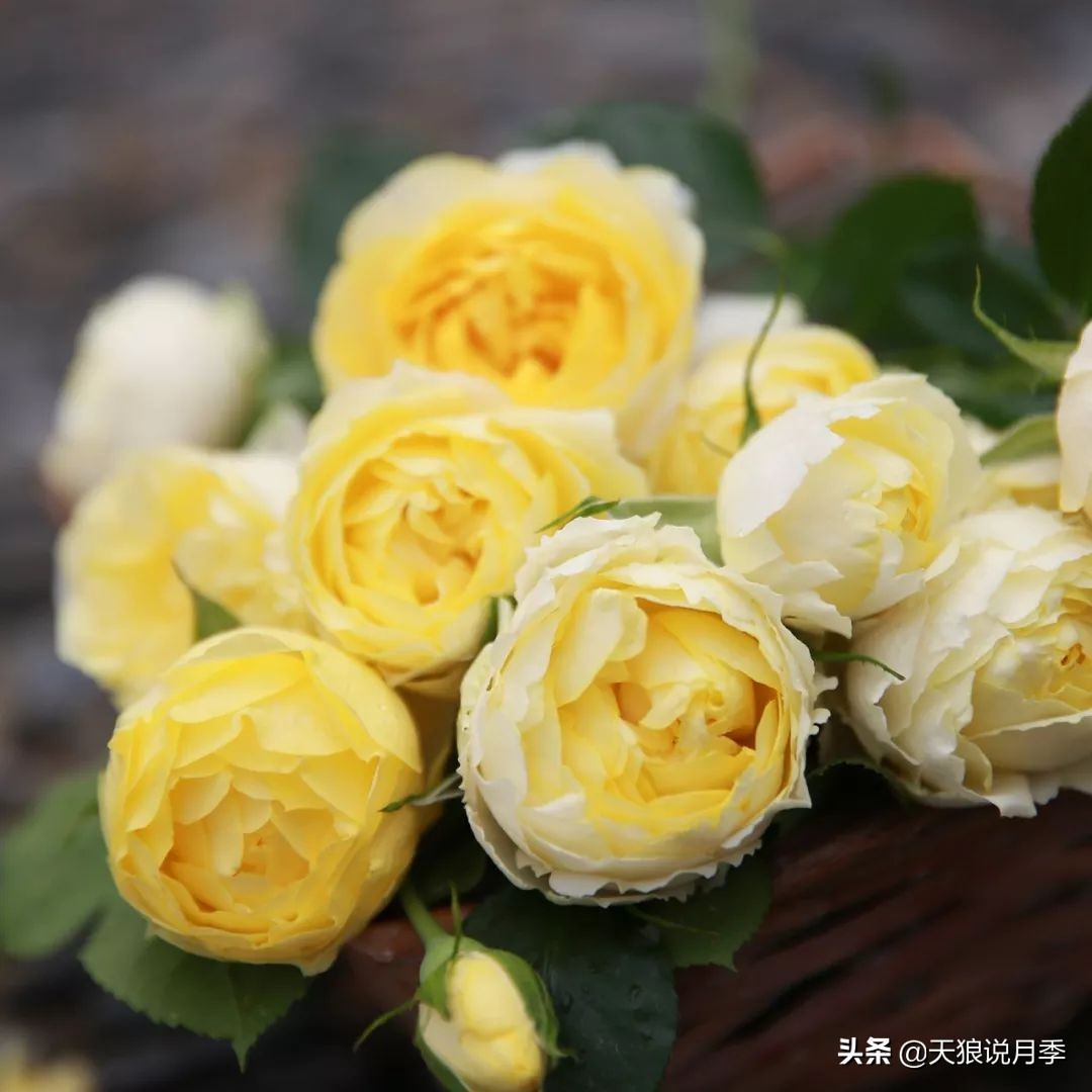 四月最浪漫的蔷薇花,最浪漫的四月花