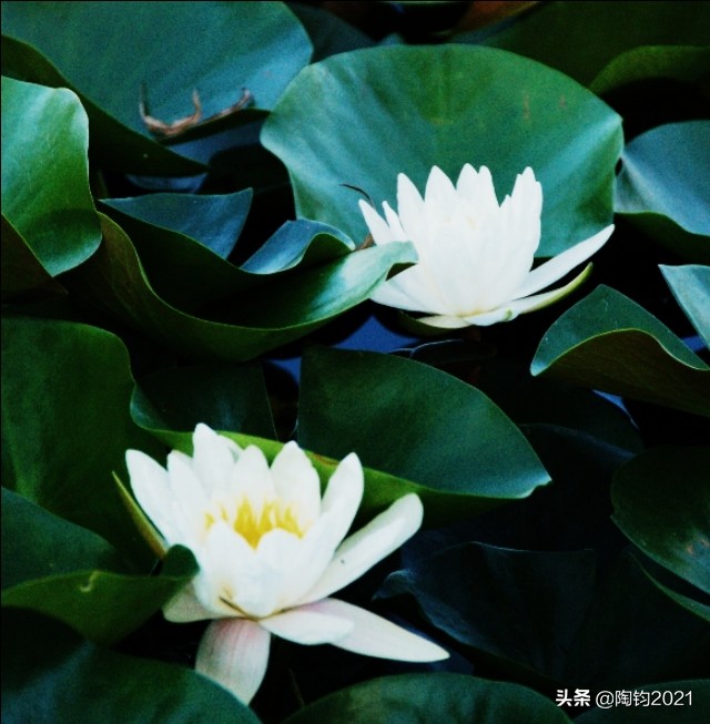 33幅荷花摄影作品欣赏,荷花摄影欣赏大全