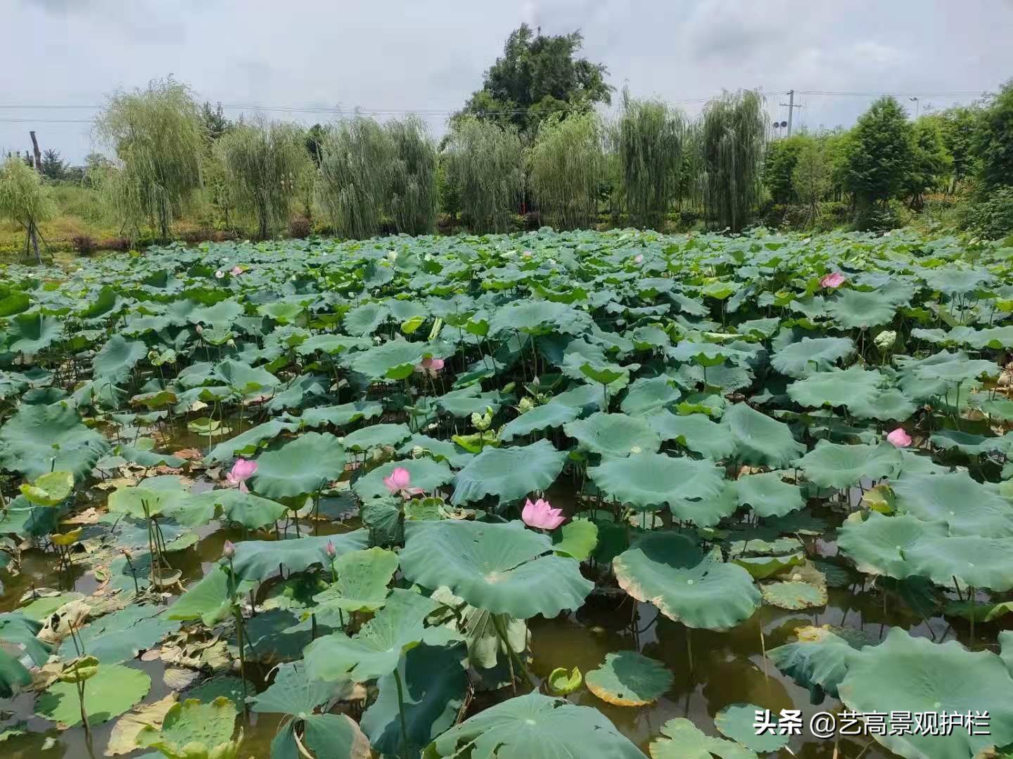 混凝土六角凉亭钢模具,江西仿木铝合金凉亭效果图