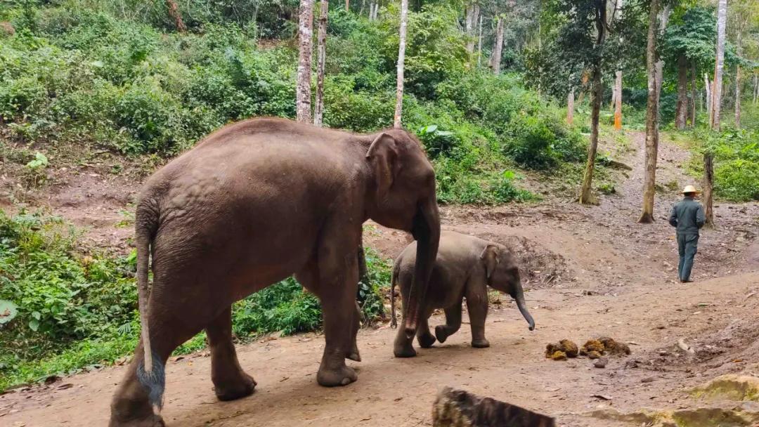 泰国西双版纳旅行,西双版纳基诺山热带雨林徒步