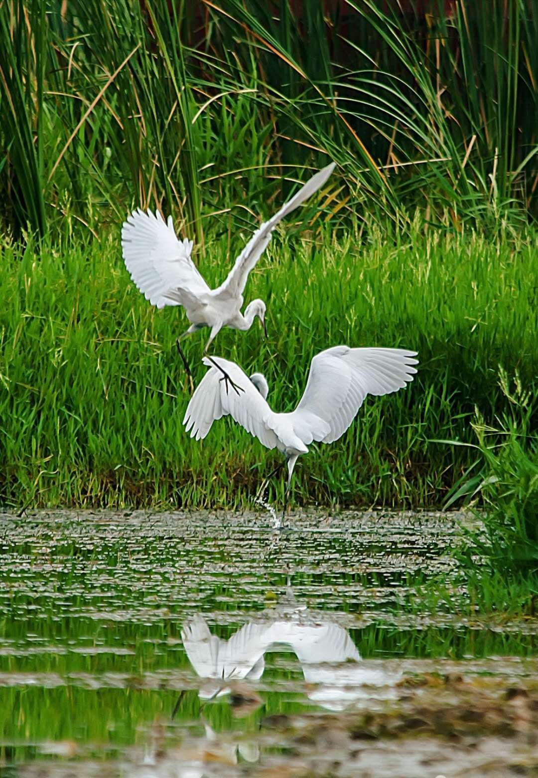 茶禅一味凭君品,茶禅一味悠悠我心