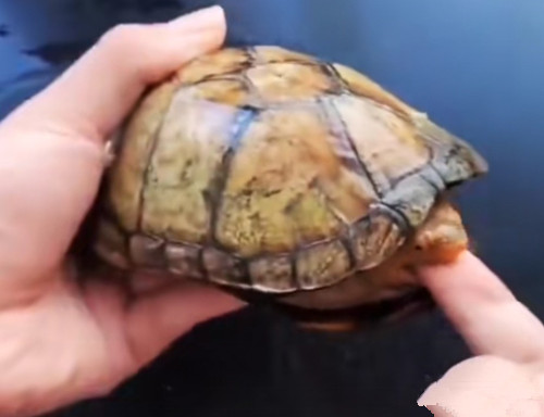 乌龟在椰土里过冬多久喷一次水,新手养乌龟应该注意什么事项