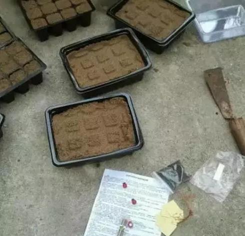 薄荷的盆栽养殖方法和注意事项,盆栽薄荷的养殖方法和技术图片