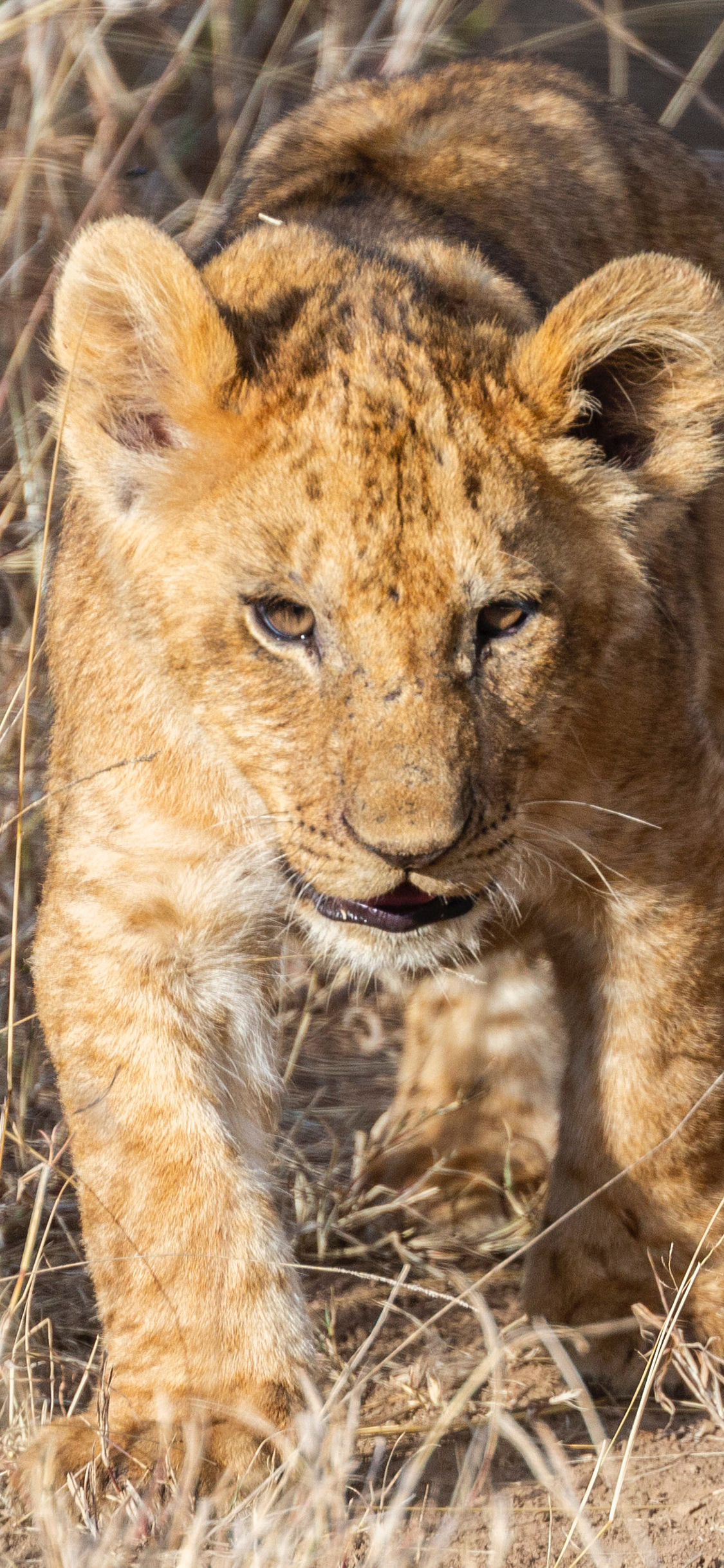 超级手机壁纸,超凶狮子壁纸
